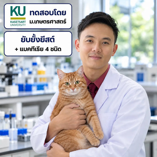 แมวคัน เกา ขนร่วงเป็นหย่อม เกิดจากอะไร? วิธีดูแล