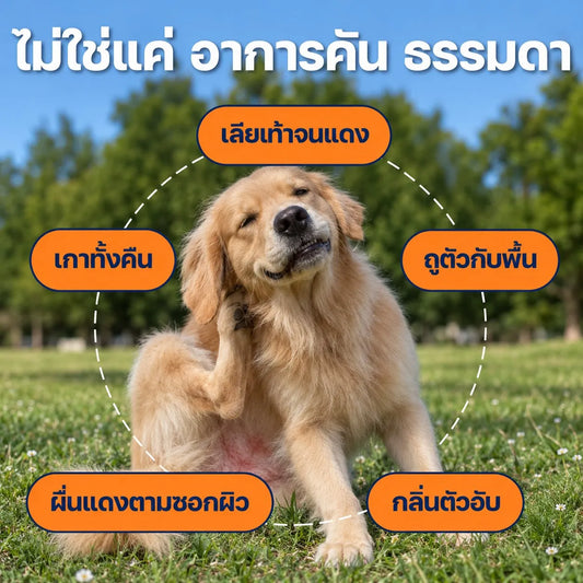 หมาตัวเหม็น อาบน้ำแล้วยังเหม็น? 6 วิธีแก้จากต้นเหตุ