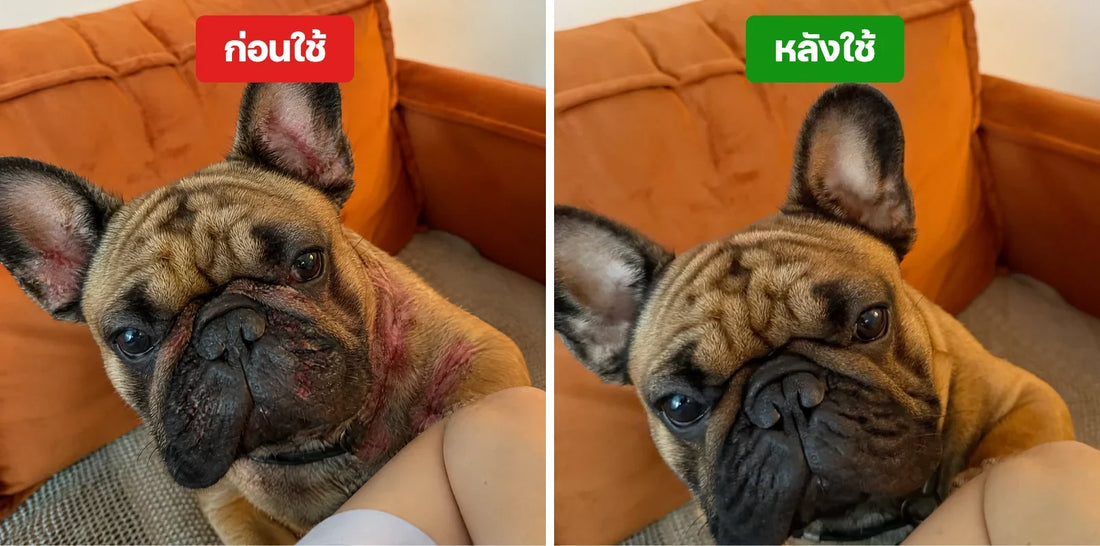โรคผิวหนังสุนัข อาการเป็นยังไง? 7 โรคที่พบบ่อยและวิธีสังเกต