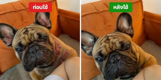 โรคผิวหนังสุนัข อาการเป็นยังไง? 7 โรคที่พบบ่อยและวิธีสังเกต