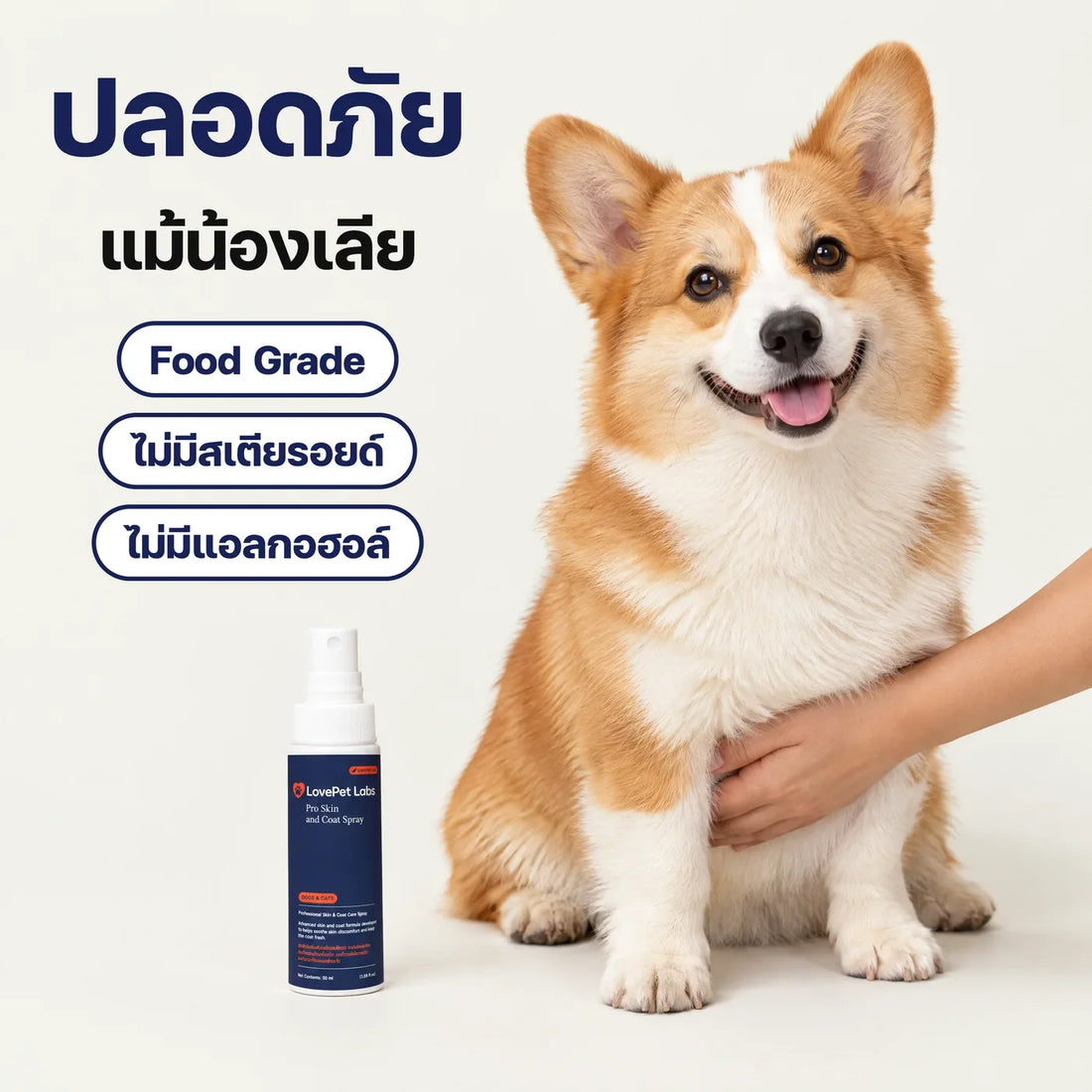 หมาหน้าย่น ซอกพับอักเสบ ดูแลยังไง? เฟรนช์บูลด็อก ปั๊ก ชิสุ