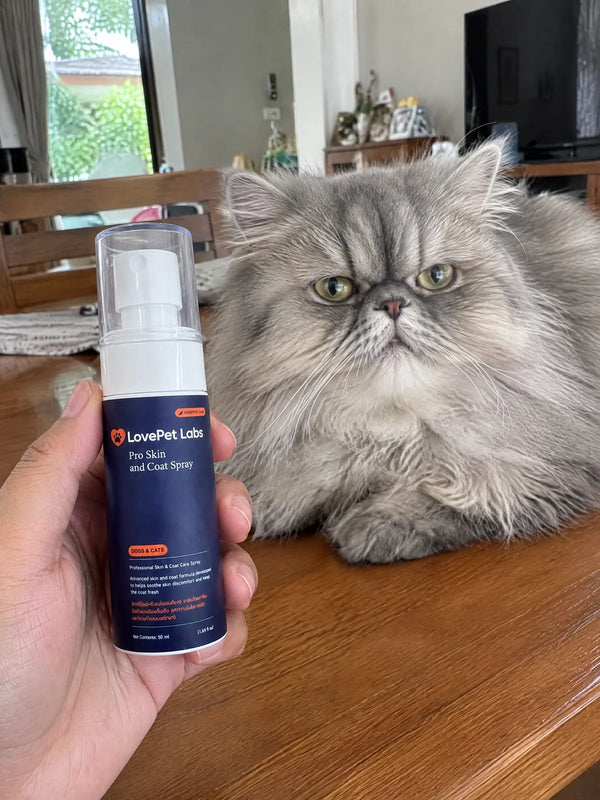 LovePet Labs — น้องแมว