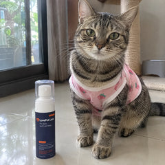 LovePet Labs — น้องแมว