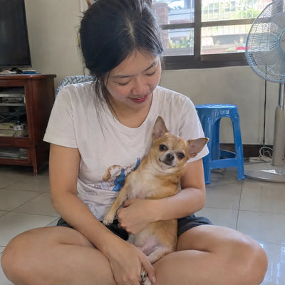ชิวาว่า ใช้ไป 10 วัน
